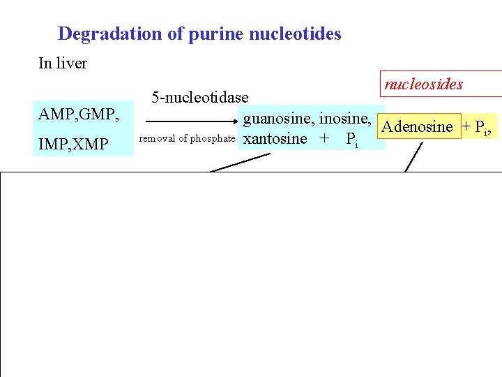 Degradation of purine nucleotides In liver nucleosides AMP, GMP, IMP, XMP 5 -nucleotidase guanosine,