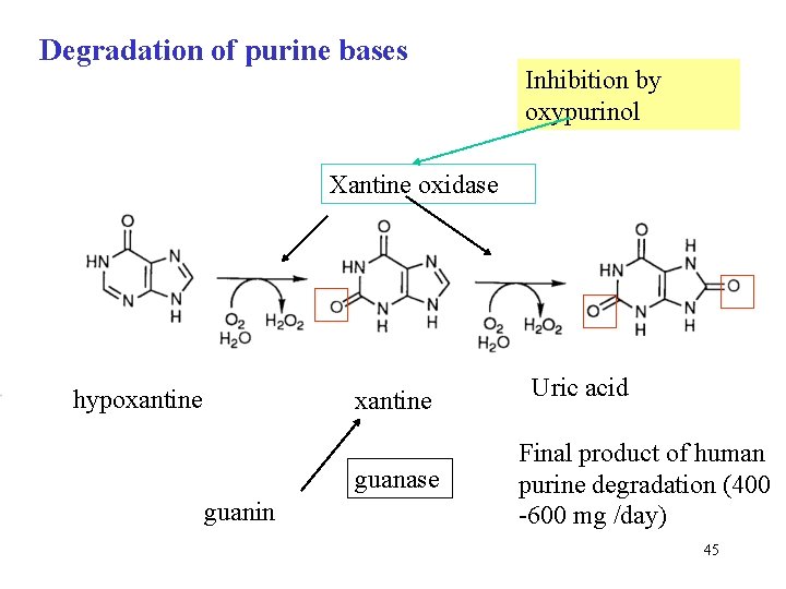 Degradation of purine bases Inhibition by oxypurinol Xantine oxidase hypoxantine guanase guanin Uric acid