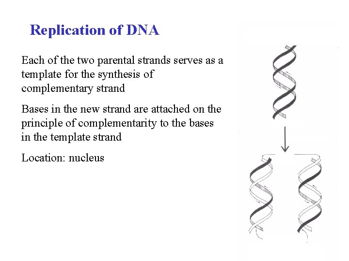 Replication of DNA Each of the two parental strands serves as a template for