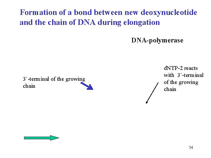 Formation of a bond between new deoxynucleotide and the chain of DNA during elongation