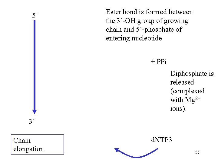 5´ Ester bond is formed between the 3´-OH group of growing chain and 5´-phosphate