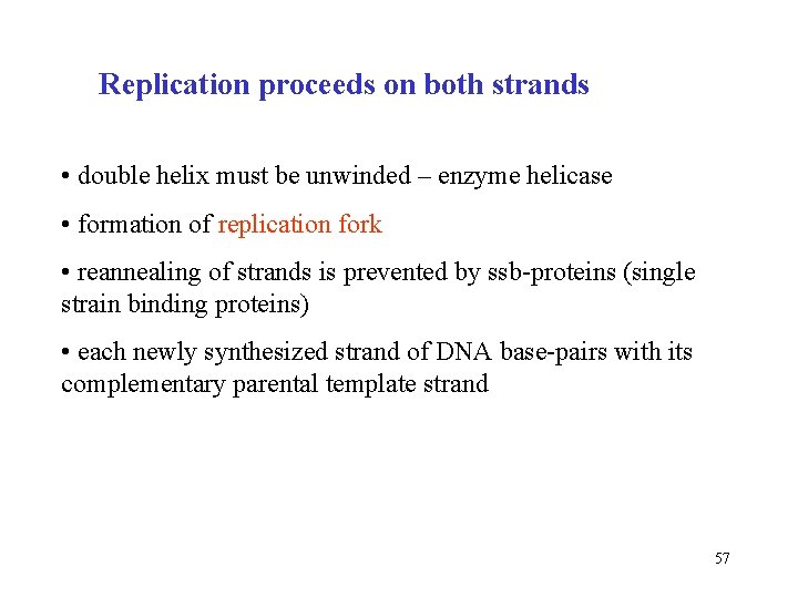 Replication proceeds on both strands • double helix must be unwinded – enzyme helicase