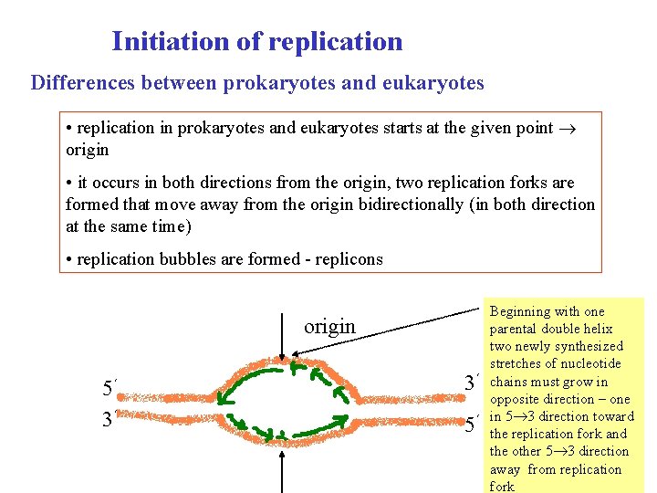 Initiation of replication Differences between prokaryotes and eukaryotes • replication in prokaryotes and eukaryotes