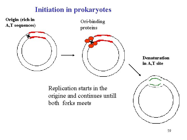 Initiation in prokaryotes Origin (rich in A, T sequences) Ori-binding proteins Denaturation in A,