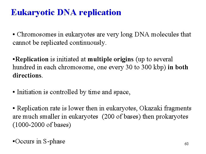 Eukaryotic DNA replication • Chromosomes in eukaryotes are very long DNA molecules that cannot