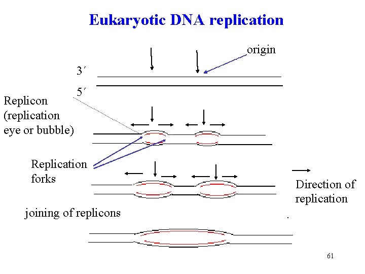 Eukaryotic DNA replication origin 3´ Replicon (replication eye or bubble) 5´ Replication forks Direction