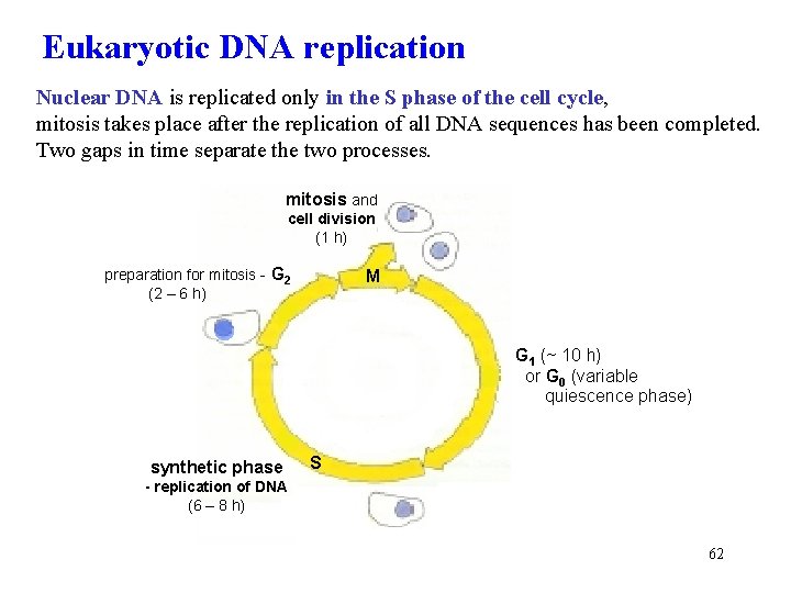 Eukaryotic DNA replication Nuclear DNA is replicated only in the S phase of the