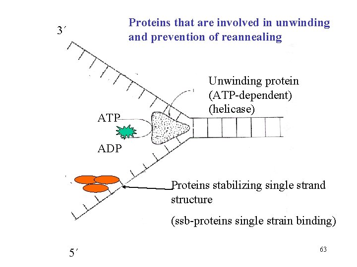 Proteins that are involved in unwinding and prevention of reannealing 3´ ATP Unwinding protein