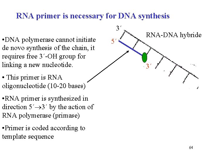 RNA primer is necessary for DNA synthesis 3´ • DNA polymerase cannot initiate de