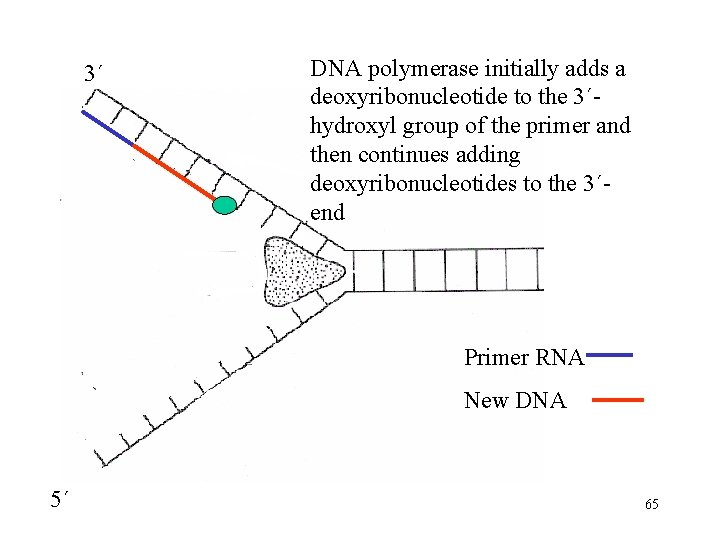 3´ DNA polymerase initially adds a deoxyribonucleotide to the 3´hydroxyl group of the primer
