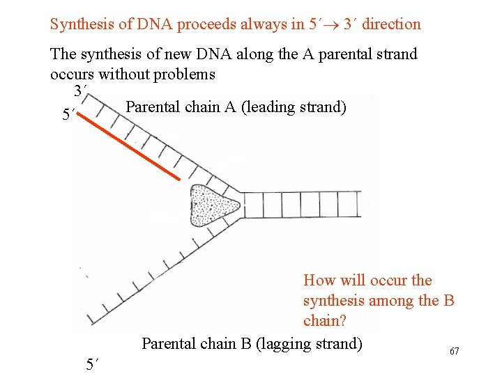 Synthesis of DNA proceeds always in 5´ 3´ direction The synthesis of new DNA