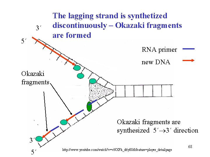 3´ 5´ The lagging strand is synthetized discontinuously – Okazaki fragments are formed RNA