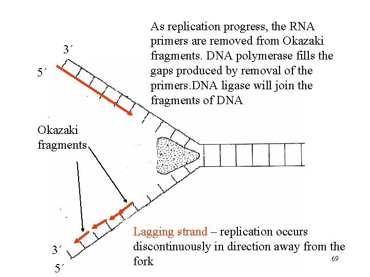 3´ 5´ As replication progress, the RNA primers are removed from Okazaki fragments. DNA
