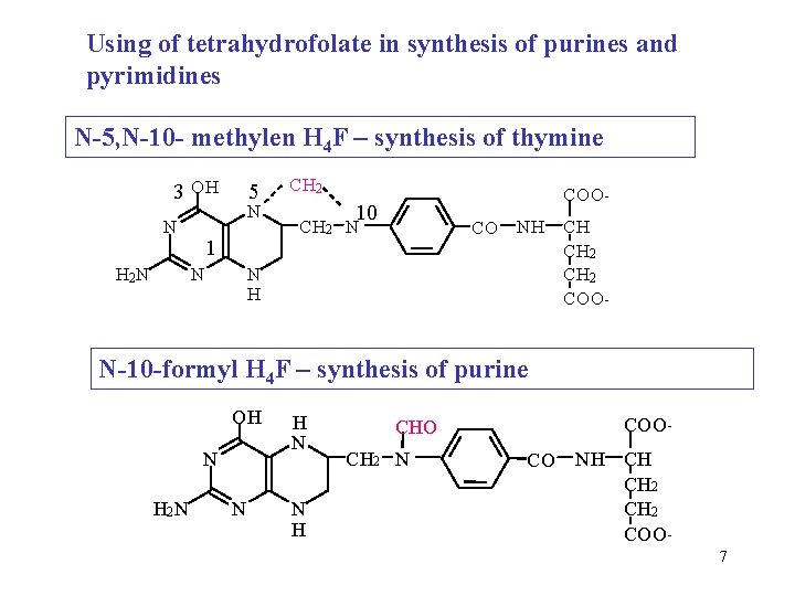 Using of tetrahydrofolate in synthesis of purines and pyrimidines N-5, N-10 - methylen H