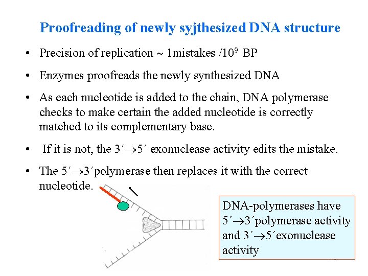 Proofreading of newly syjthesized DNA structure • Precision of replication 1 mistakes /109 BP