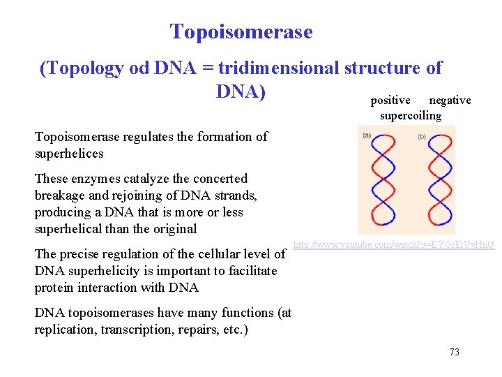 Topoisomerase (Topology od DNA = tridimensional structure of DNA) positive negative supercoiling Topoisomerase regulates