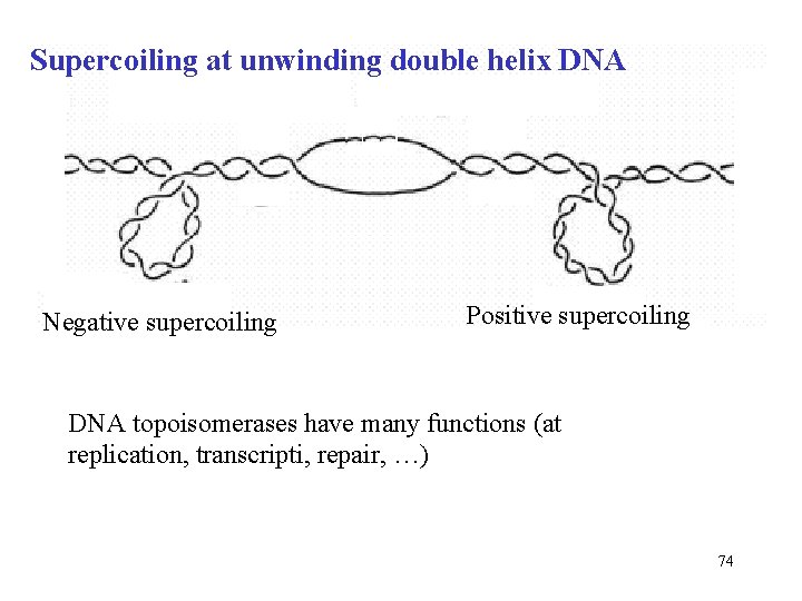 Supercoiling at unwinding double helix DNA Negative supercoiling Positive supercoiling DNA topoisomerases have many