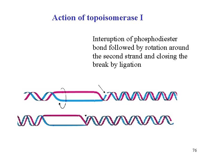 Action of topoisomerase I Interuption of phosphodiester bond followed by rotation around the second