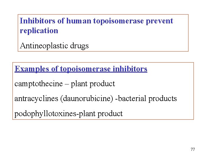 Inhibitors of human topoisomerase prevent replication Antineoplastic drugs Examples of topoisomerase inhibitors camptothecine –