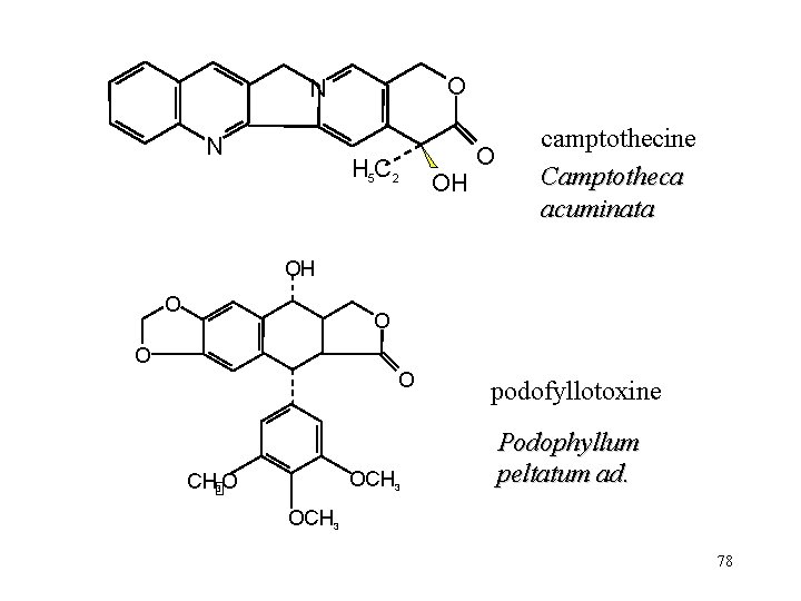 O N N H 5 C 2 OH O camptothecine Camptotheca acuminata OH O