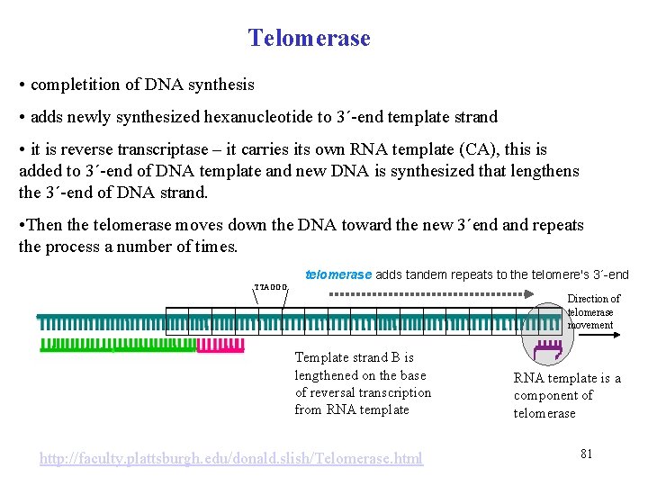 Telomerase • completition of DNA synthesis • adds newly synthesized hexanucleotide to 3´-end template