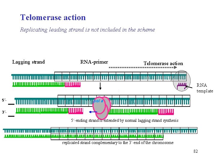 Telomerase action Replicating leading strand is not included in the scheme Lagging strand RNA-primer