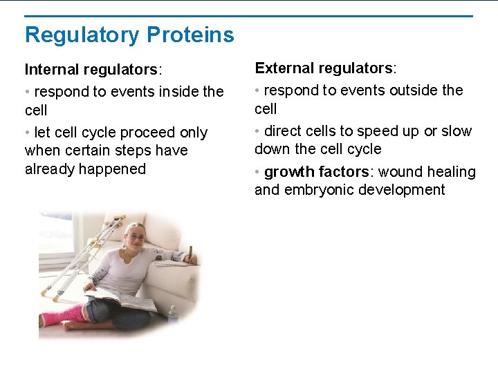 Regulatory Proteins Internal regulators: • respond to events inside the cell • let cell