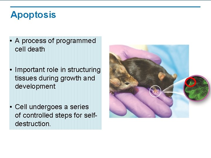 Apoptosis • A process of programmed cell death • Important role in structuring tissues