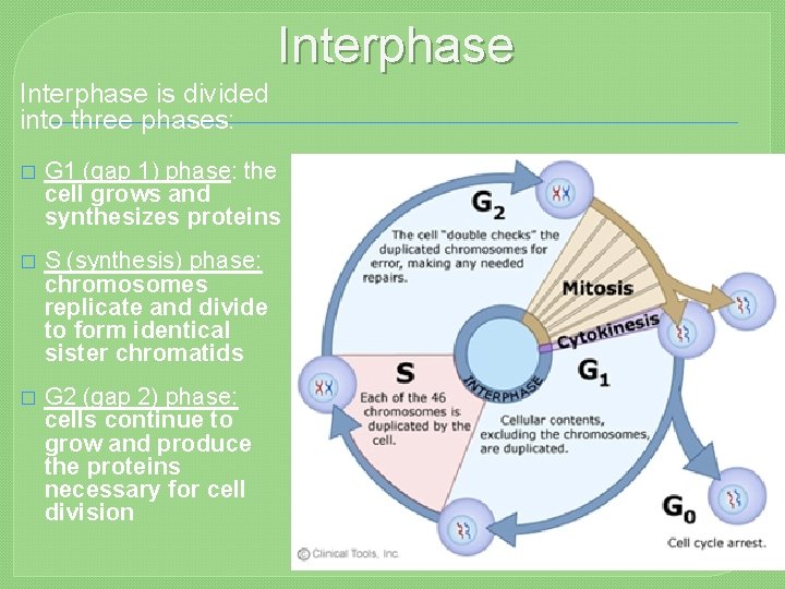 Interphase is divided into three phases: � G 1 (gap 1) phase: the cell