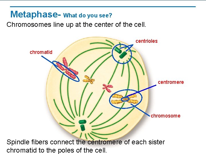 Metaphase- What do you see? Chromosomes line up at the center of the cell.