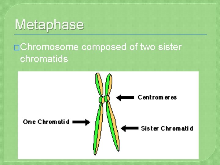 Metaphase �Chromosome chromatids composed of two sister 