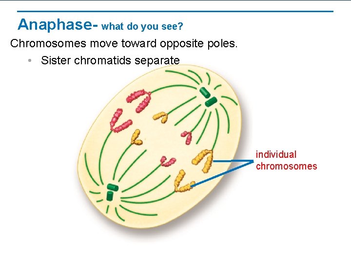 Anaphase- what do you see? Chromosomes move toward opposite poles. • Sister chromatids separate