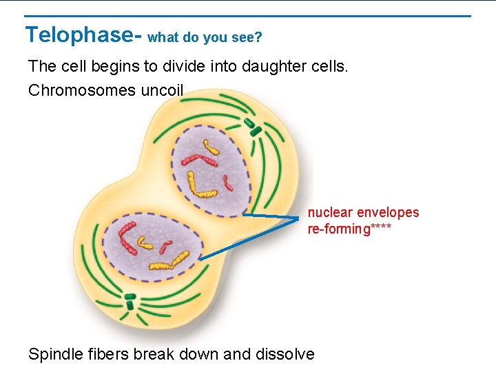 Telophase- what do you see? The cell begins to divide into daughter cells. Chromosomes
