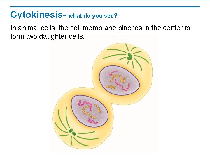 Cytokinesis- what do you see? In animal cells, the cell membrane pinches in the