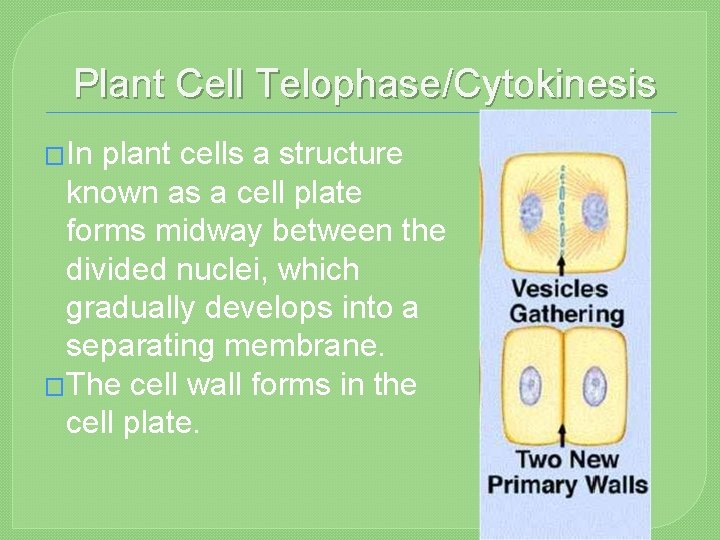 Plant Cell Telophase/Cytokinesis �In plant cells a structure known as a cell plate forms