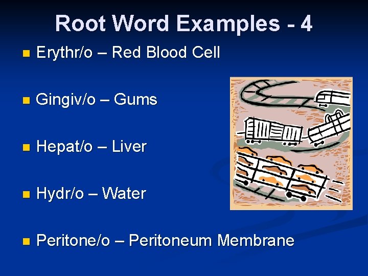 Root Word Examples - 4 n Erythr/o – Red Blood Cell n Gingiv/o –