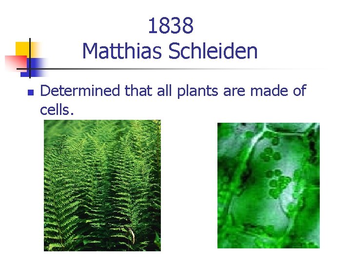 1838 Matthias Schleiden n Determined that all plants are made of cells. 