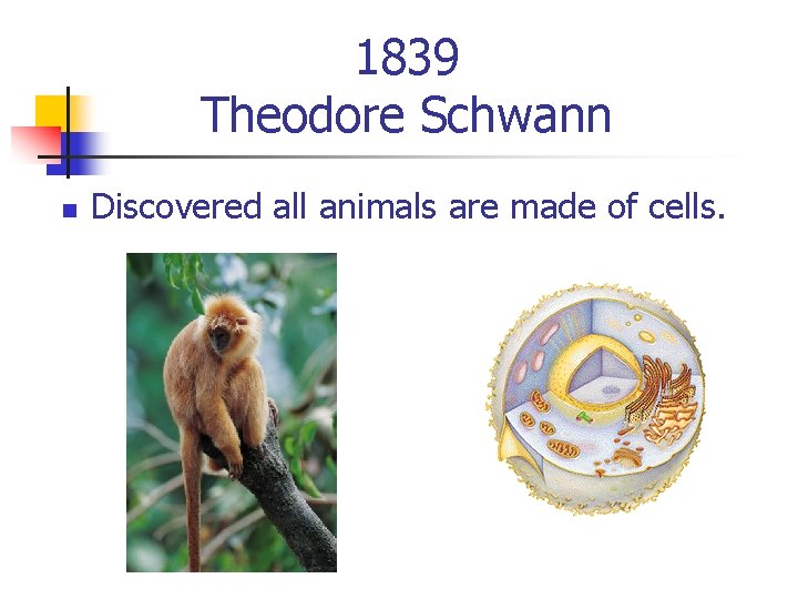 1839 Theodore Schwann n Discovered all animals are made of cells. 