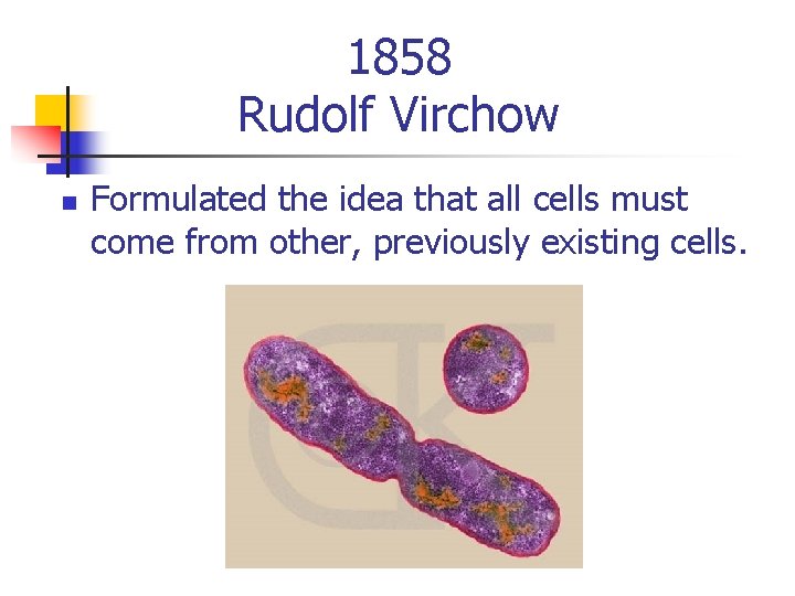 1858 Rudolf Virchow n Formulated the idea that all cells must come from other,