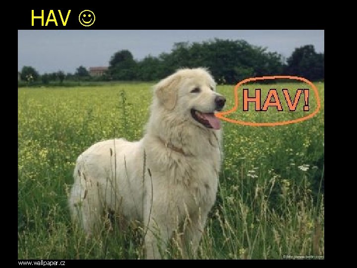 HAV www. wallpaper. cz 