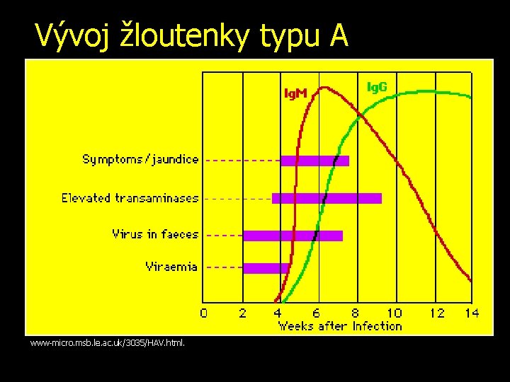 Vývoj žloutenky typu A www-micro. msb. le. ac. uk/3035/HAV. html. 