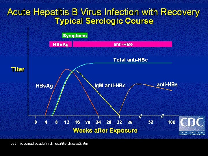 pathmicro. med. sc. edu/virol/hepatitis-disease 2. htm 