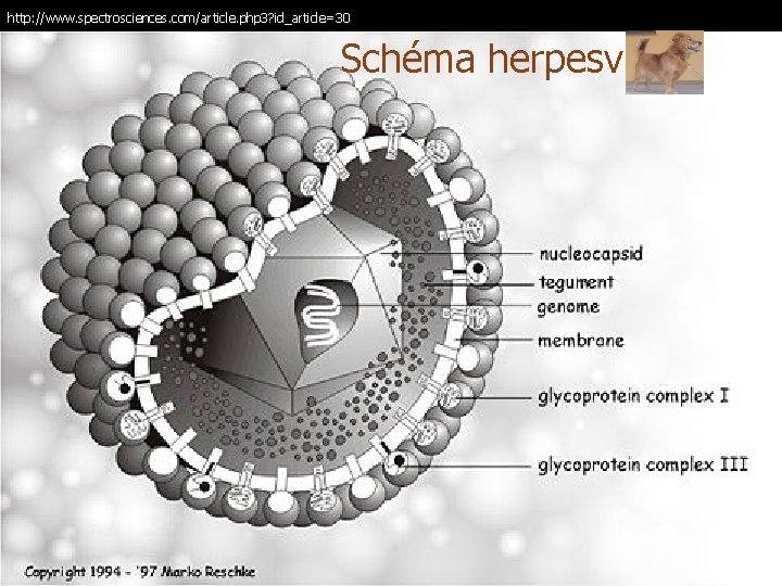 http: //www. spectrosciences. com/article. php 3? id_article=30 Schéma herpesviru 