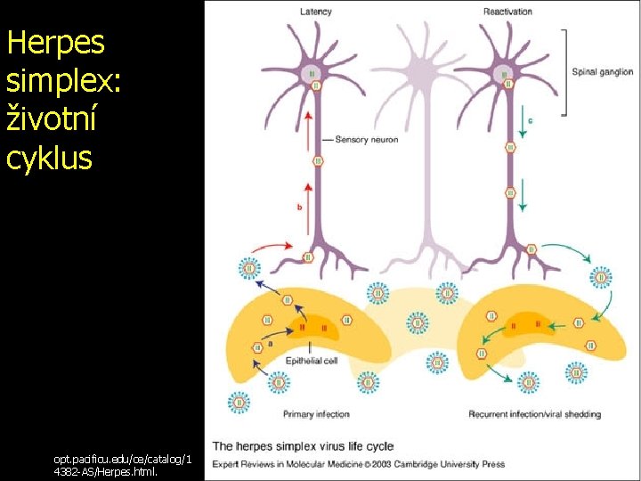 Herpes simplex: životní cyklus opt. pacificu. edu/ce/catalog/1 4382 -AS/Herpes. html. 