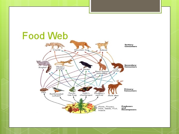 Food Web 