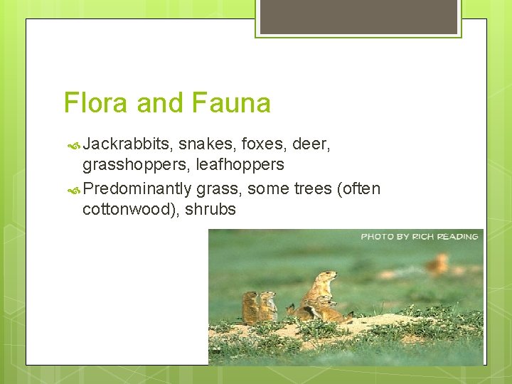 Flora and Fauna Jackrabbits, snakes, foxes, deer, grasshoppers, leafhoppers Predominantly grass, some trees (often