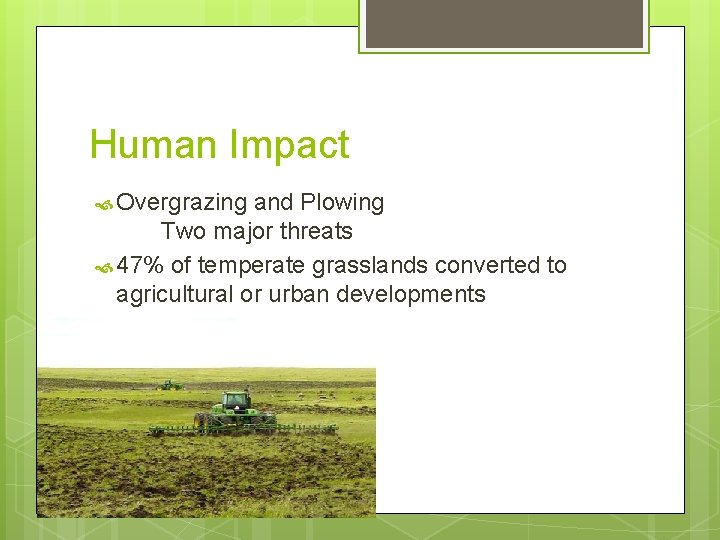 Human Impact Overgrazing and Plowing Two major threats 47% of temperate grasslands converted to