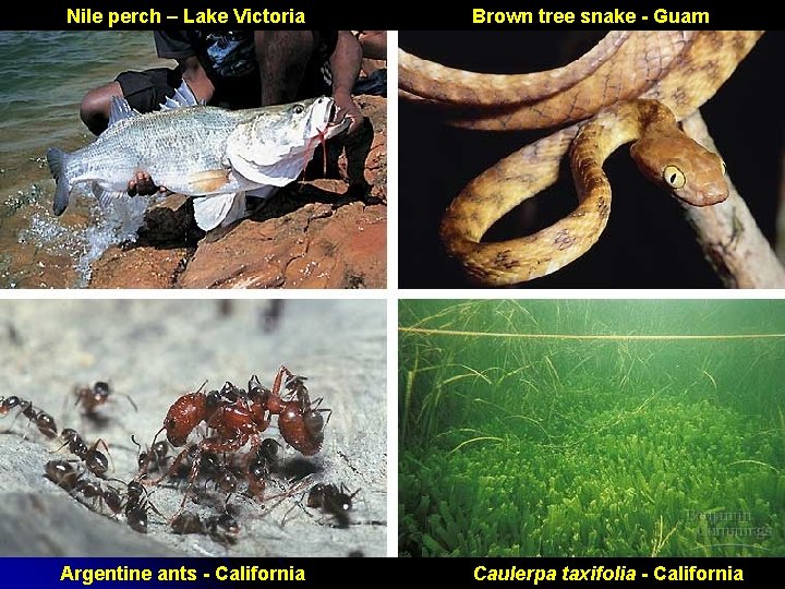 Nile perch – Lake Victoria Argentine ants - California Brown tree snake - Guam