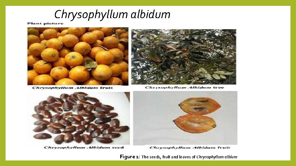 Chrysophyllum albidum Figure 1: The seeds, fruit and leaves of Chrysophyllum albium 