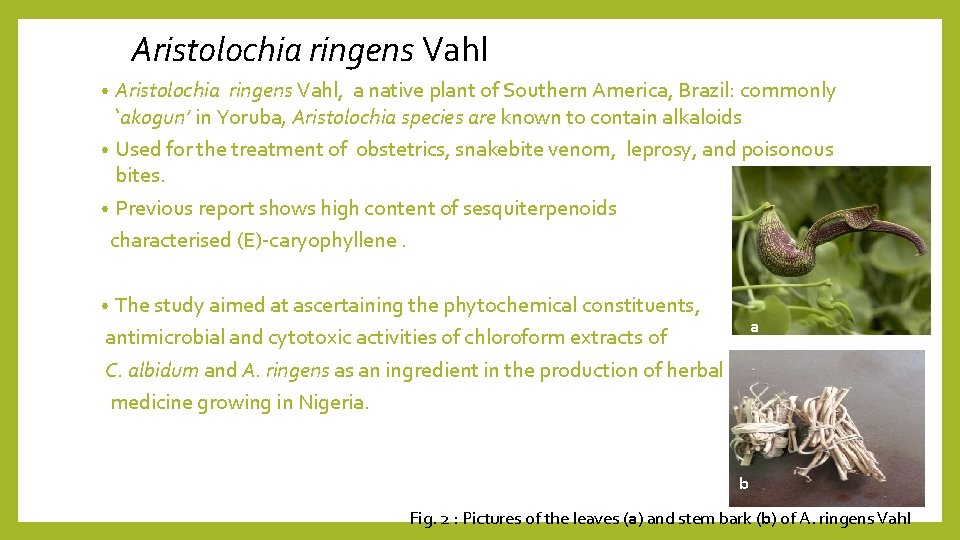 Aristolochia ringens Vahl, a native plant of Southern America, Brazil: commonly ‘akogun’ in Yoruba,
